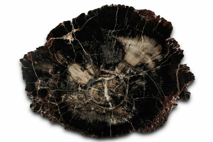 Polished Triassic Petrified Wood (Araucarioxylon) Round - Utah #358816